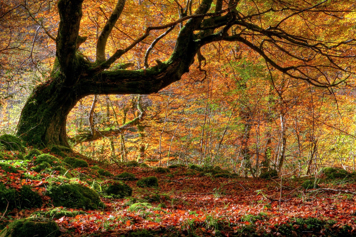 Un paseo por los bosques asturianos