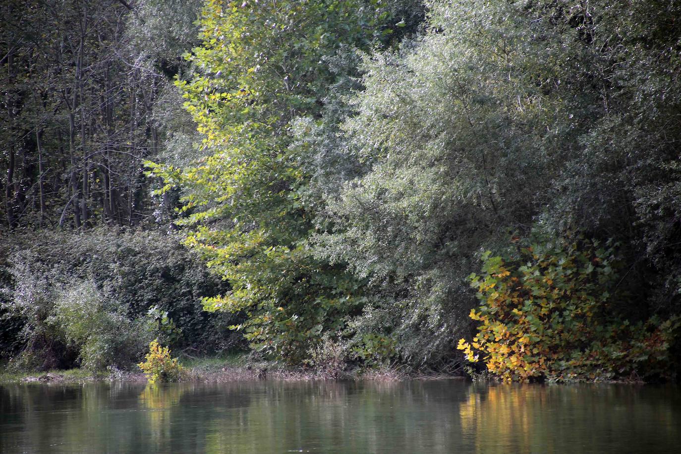 Un paseo por los bosques asturianos