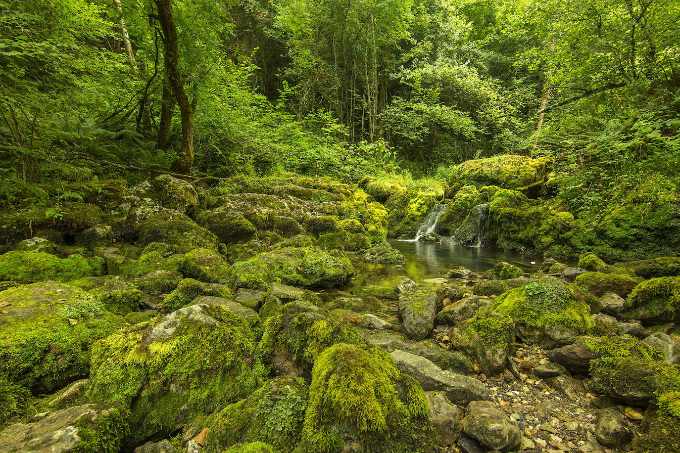 Un paseo por los bosques asturianos