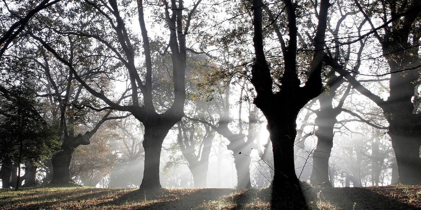 Un paseo por los bosques asturianos