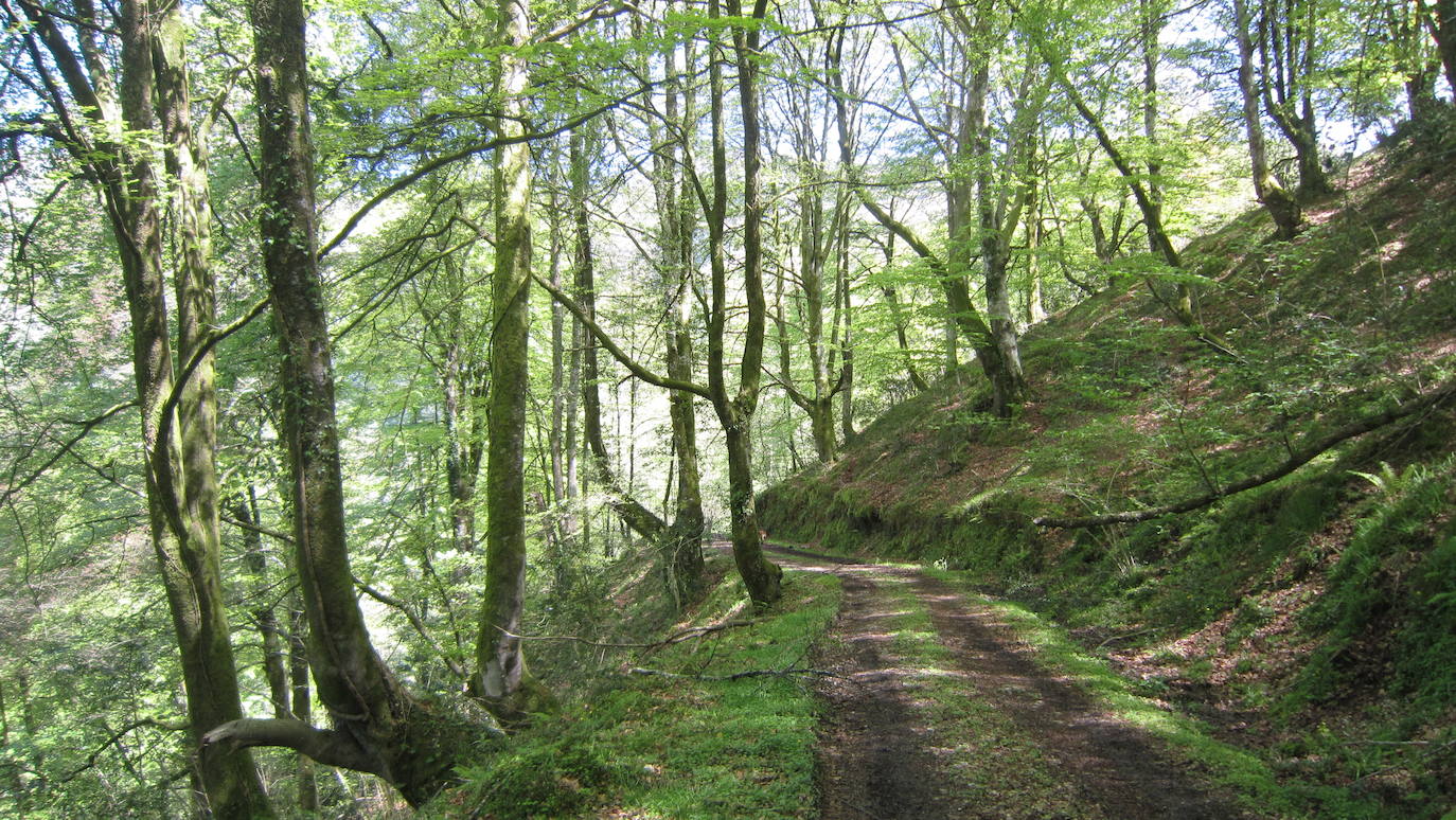 Un paseo por los bosques asturianos