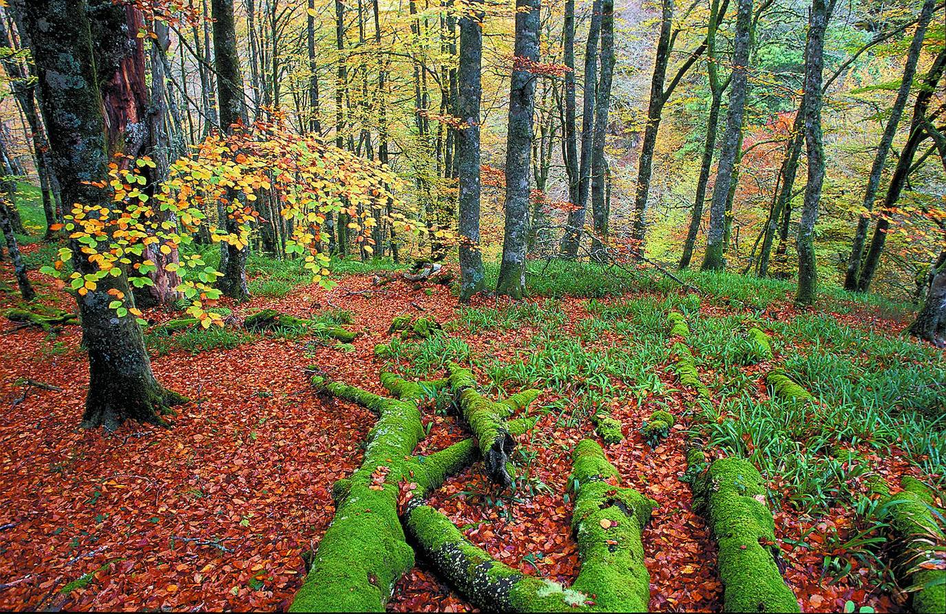 Un paseo por los bosques asturianos