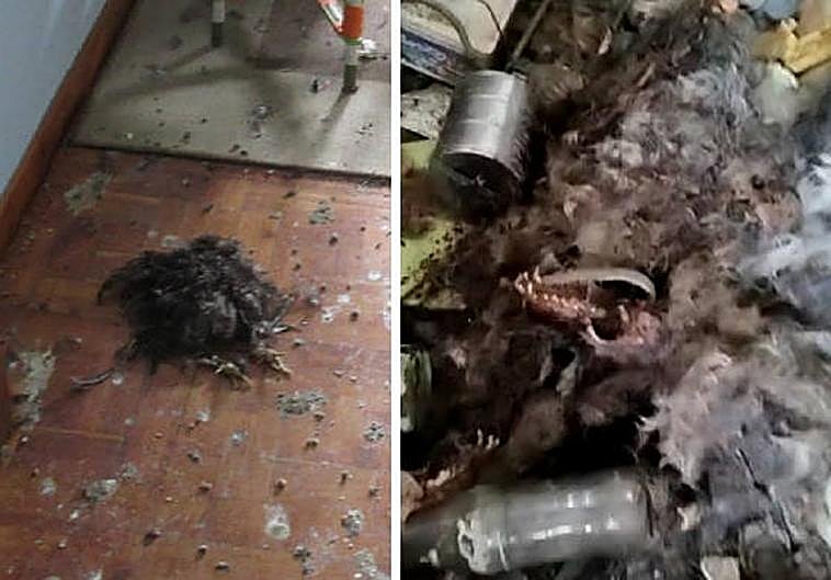 Cadáveres de animales hallados en la vivienda de Villaviciosa.