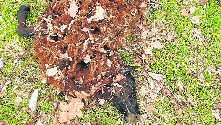 Una de las ovejas atacadas por el lobo en la finca de La Barriosa.