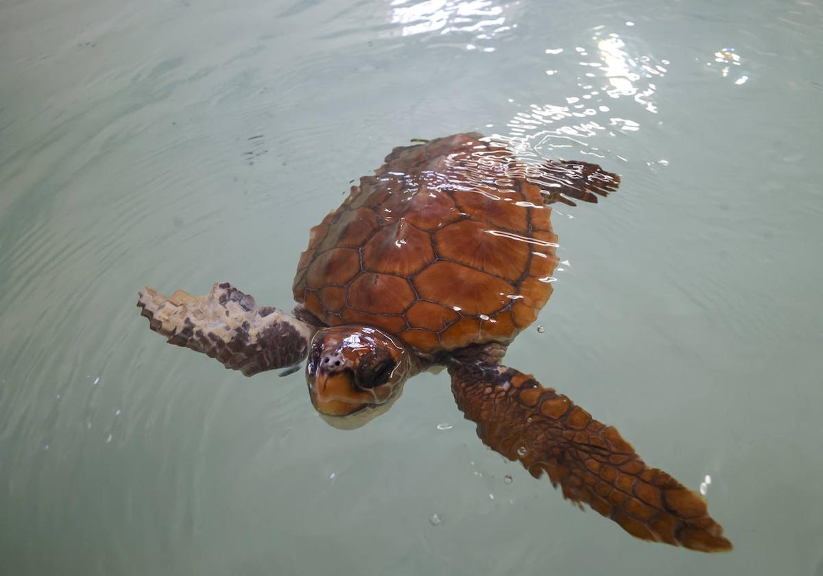 Los daños en la aleta derecha de la tortuga son visibles.