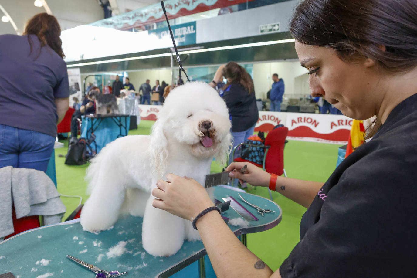 Principets convoca a 1.400 animales en Avilés