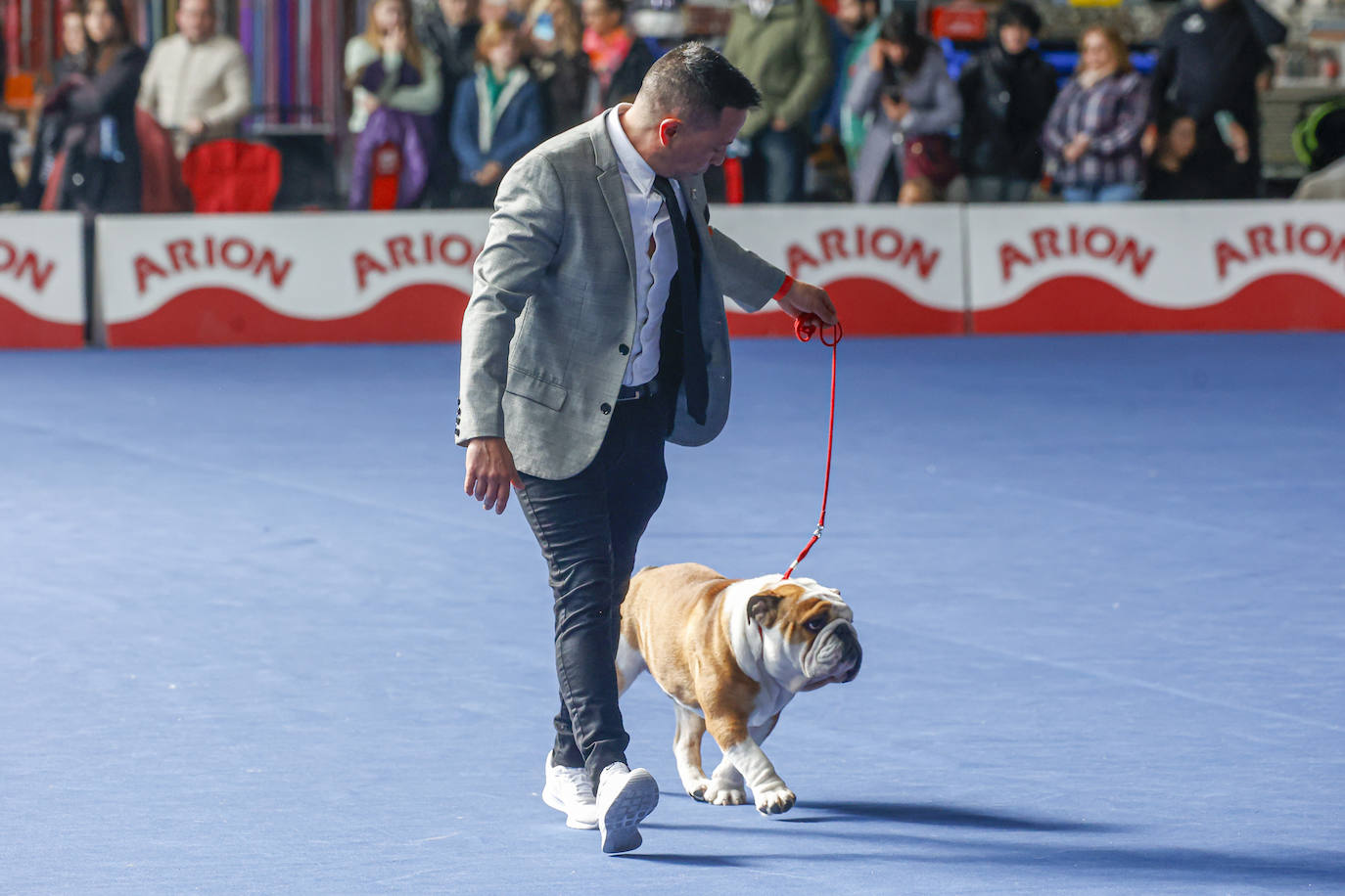 Principets convoca a 1.400 animales en Avilés