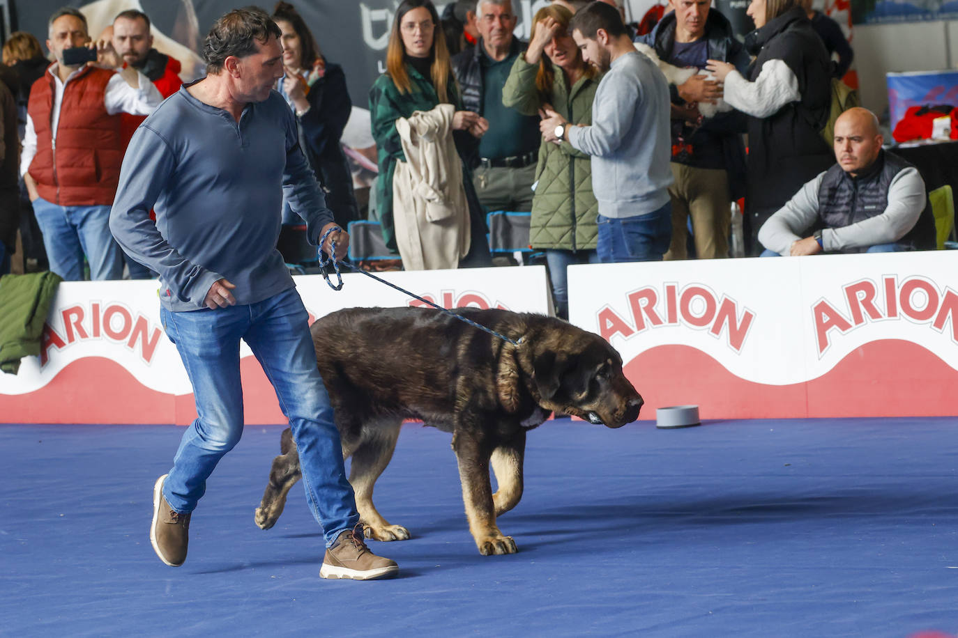 Principets convoca a 1.400 animales en Avilés