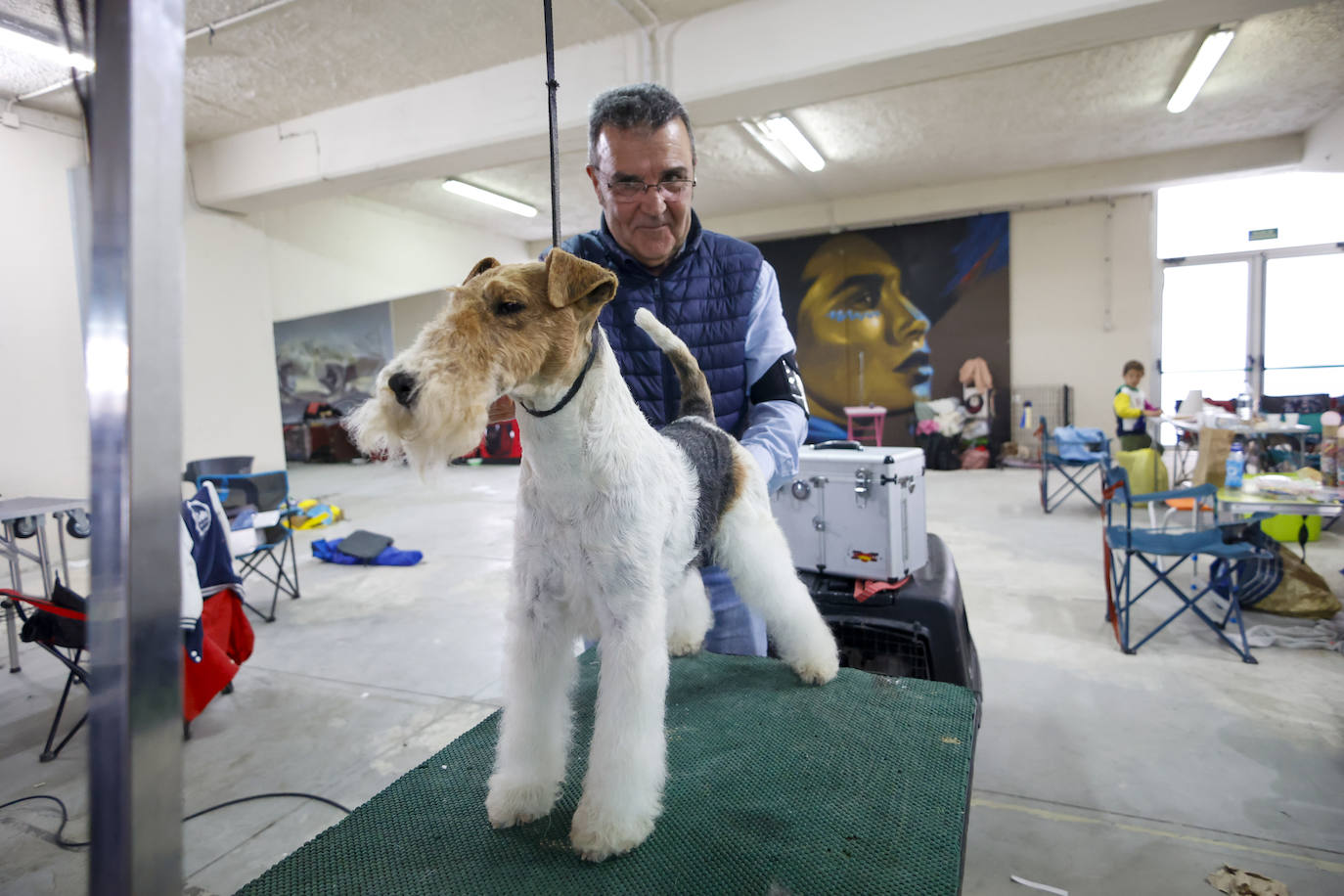 Principets convoca a 1.400 animales en Avilés