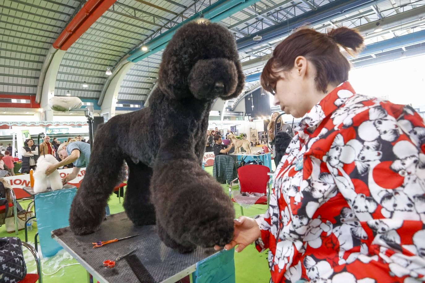 Principets convoca a 1.400 animales en Avilés