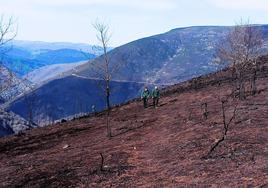 Dos agentes recorren un monte que fue pasto de las llamas en una de las zonas más castigadas en Asturias.