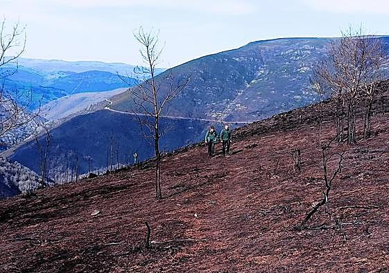 Dos agentes recorren un monte que fue pasto de las llamas en una de las zonas más castigadas en Asturias.