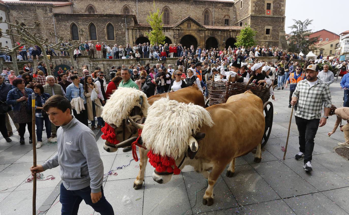 El Bollo conquista Avilés