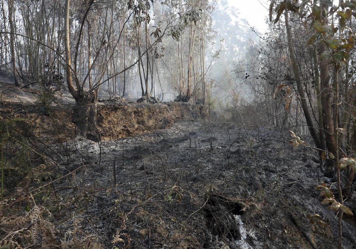 Bosque calcinado en Las Regueras en los últimos días.