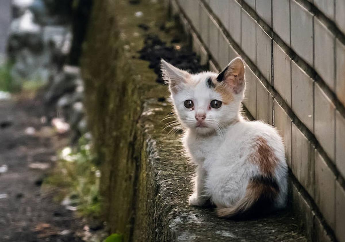 El polémico concurso que premia a menores por matar gatos salvajes en Nueva Zelanda