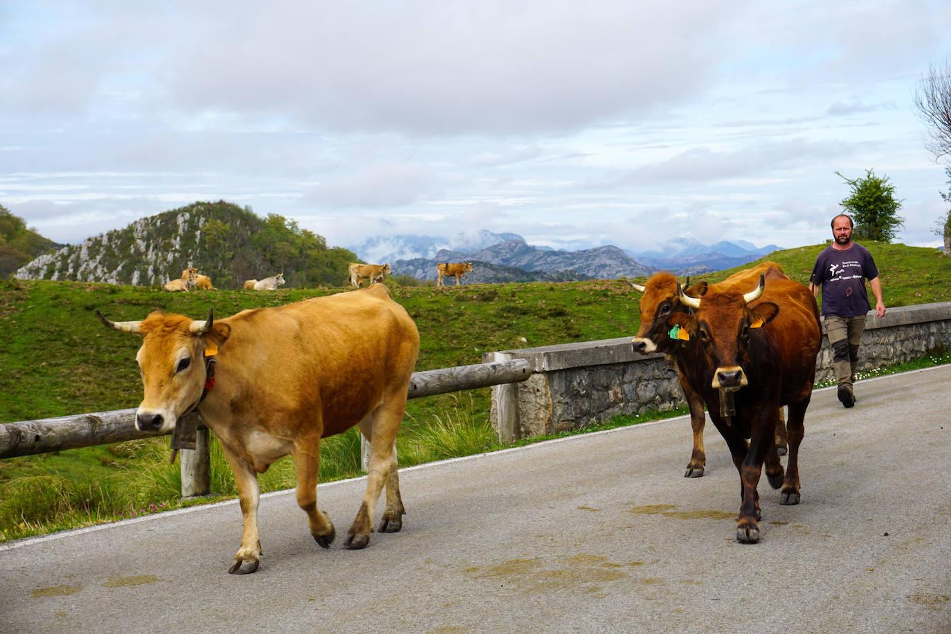 El ganado abre la temporada de pastos en Covadonga