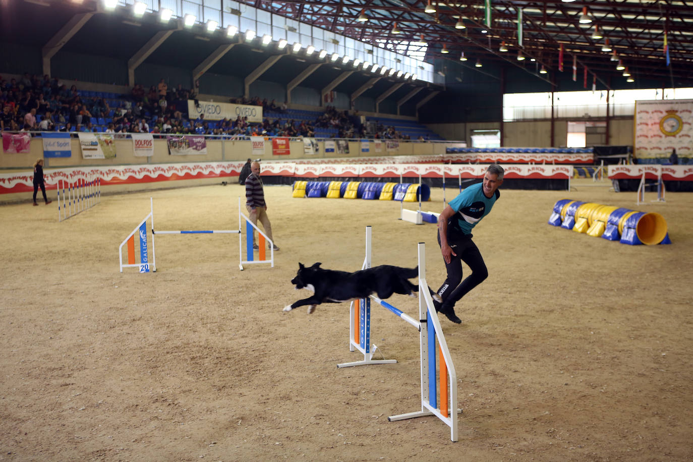 Saltos caninos en el centro ecuestre El Asturcón