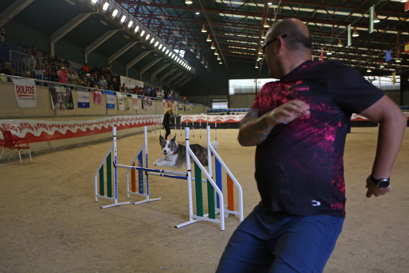 Saltos caninos en el centro ecuestre El Asturcón