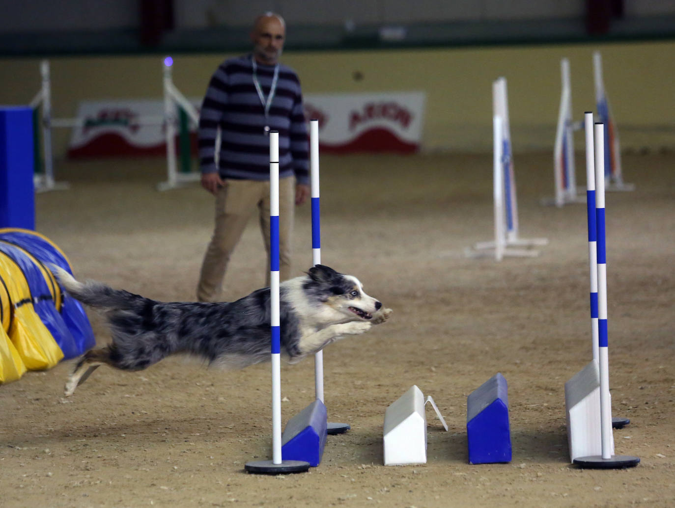 Saltos caninos en el centro ecuestre El Asturcón