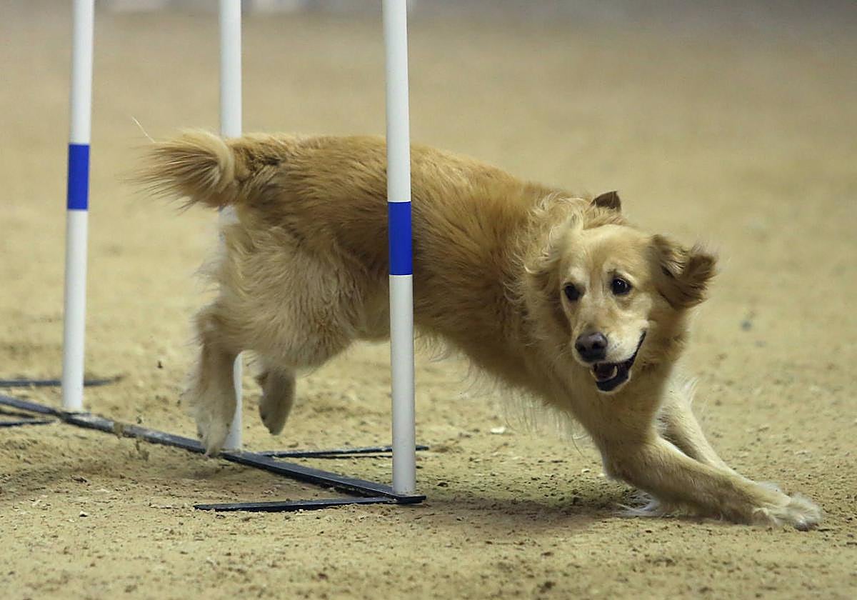 Saltos caninos en el centro ecuestre El Asturcón