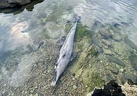El delfín hallado en el pedrero de la playa de San Lorenzo.