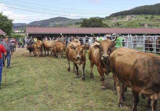 La raza asturiana de los valles fue una de las grandes protagonistas en el recinto de Ables.