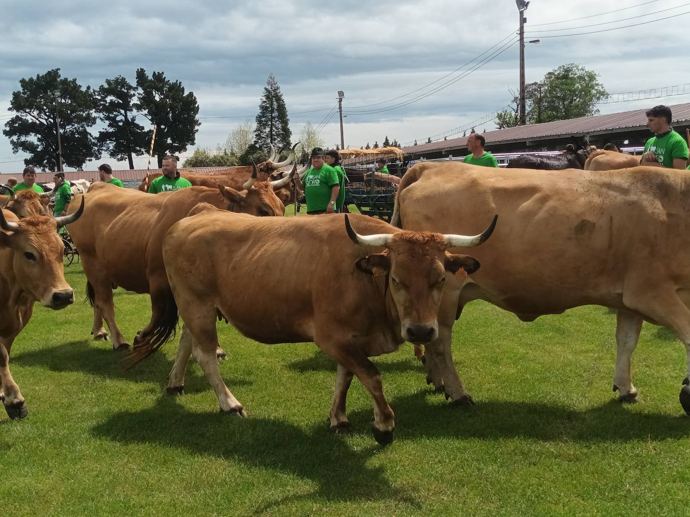 Desfile de carros y ganado en la feria de San Isidro de Llanera