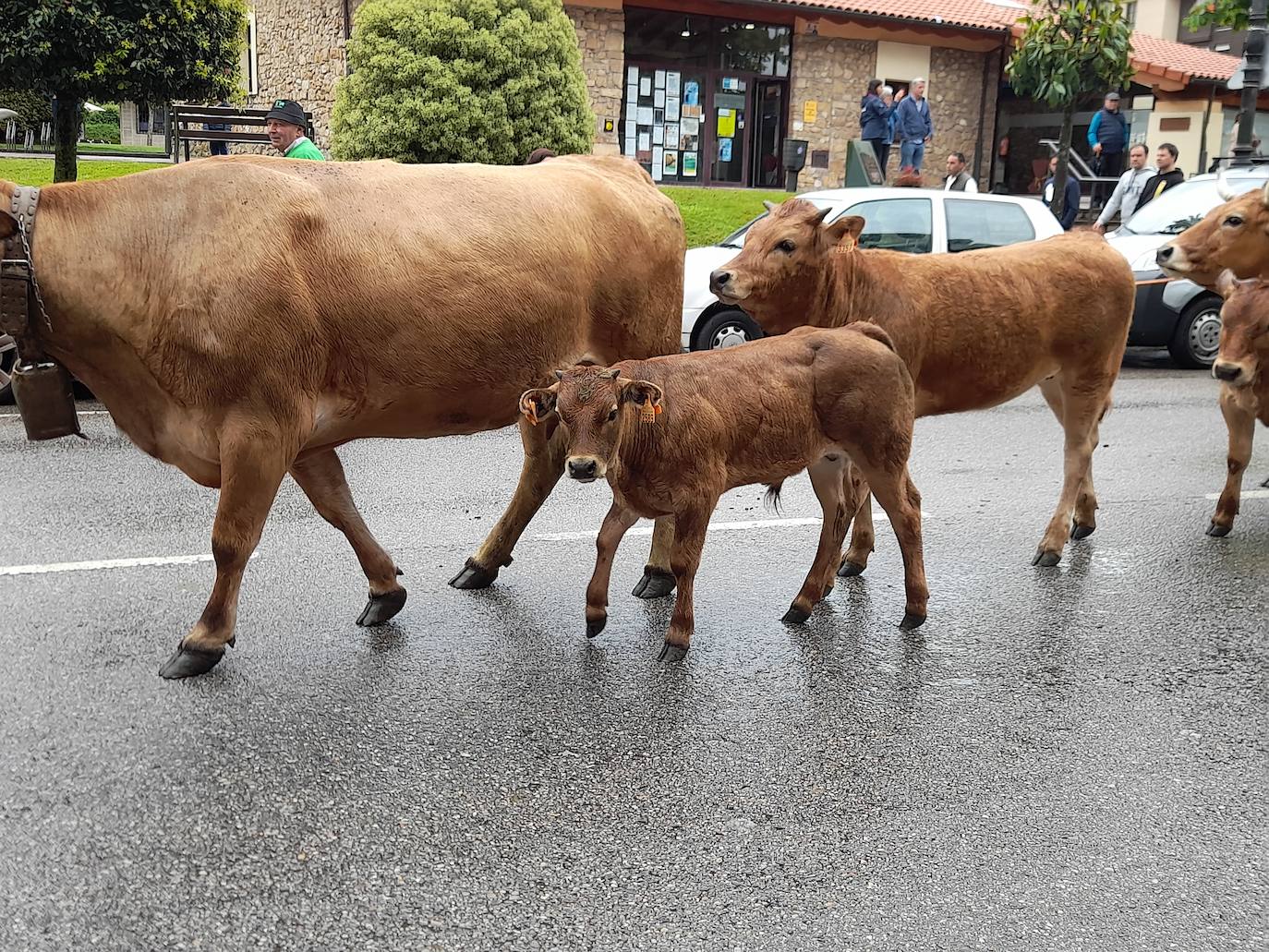 Desfile de carros y ganado en la feria de San Isidro de Llanera