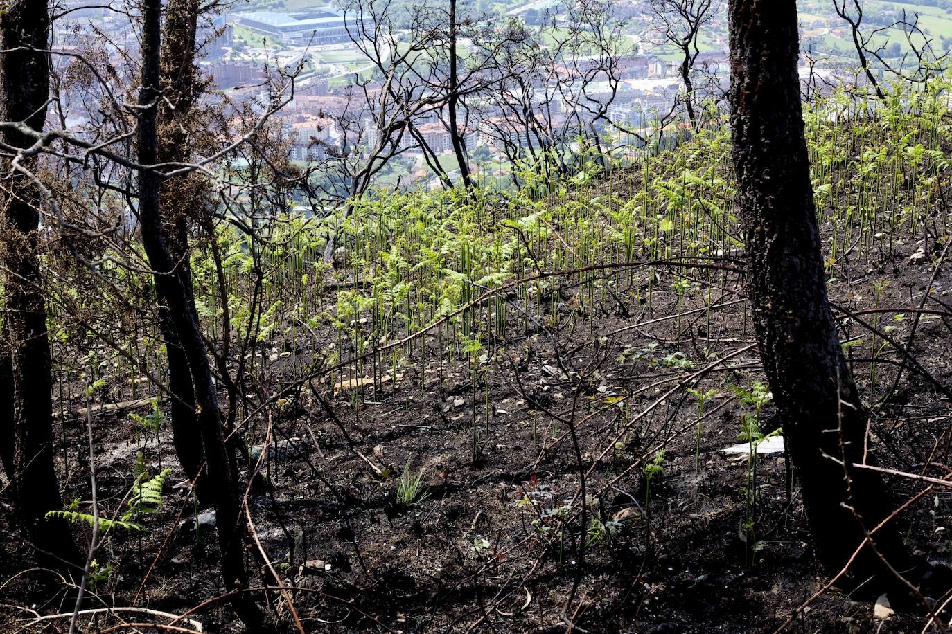 La naturaleza se abre paso entre las cenizas en el Naranco