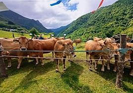 Vacas de la raza Asturiana de los Valles en la feria ganadera de Gedrez, en Cangas del Narcea.