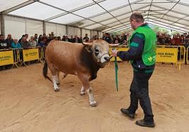 El semental 'Cares', con Guillermo Fernández Noriega, durante la subasta que se celebró en Infiesto.