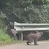 ¿Qué hago si me encuentro con un oso?