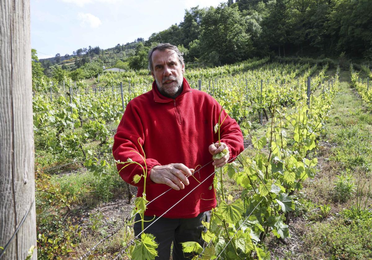 Víctor Méndez, en su viñedo.