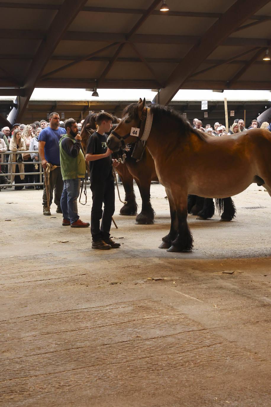 Espectaculares caballos en el Concurso de Ganado Equino de Siero