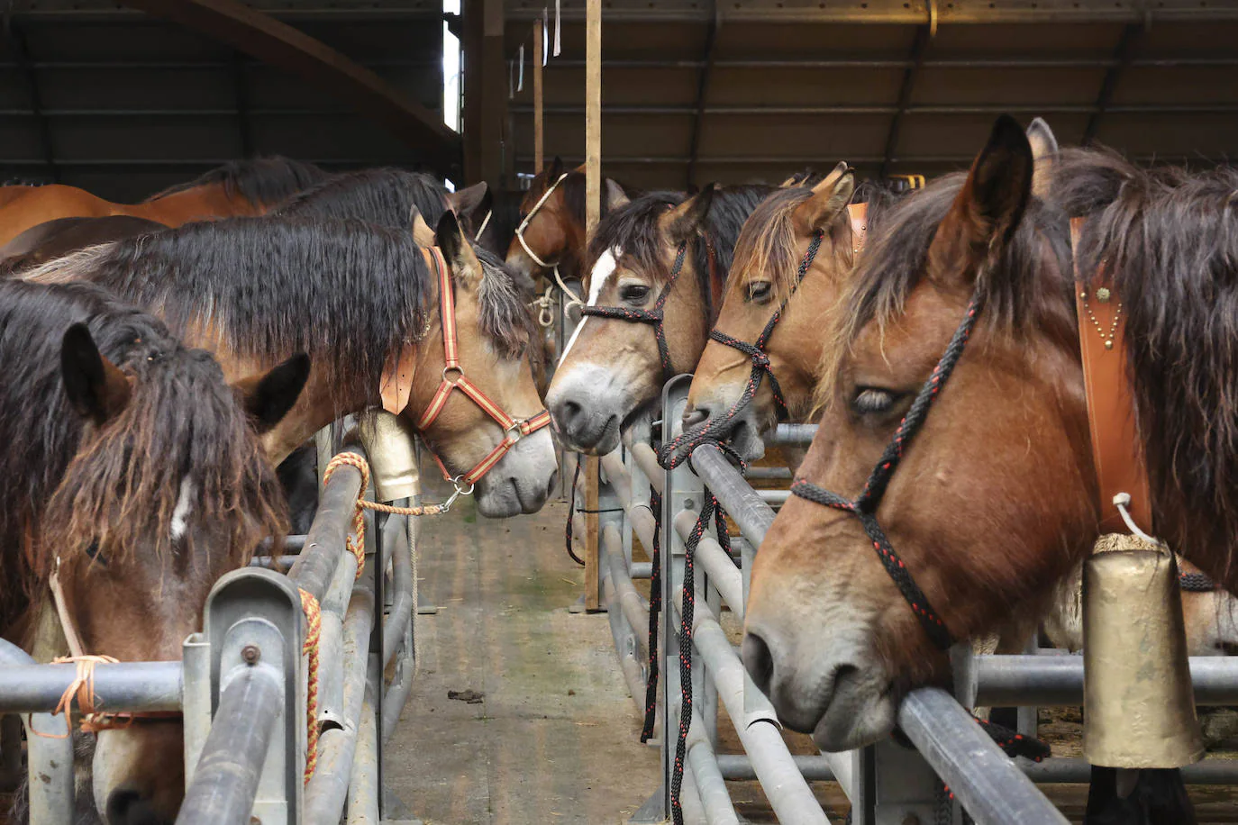 Aula de Música on X: El mundo cencerros para vacas, caballos y