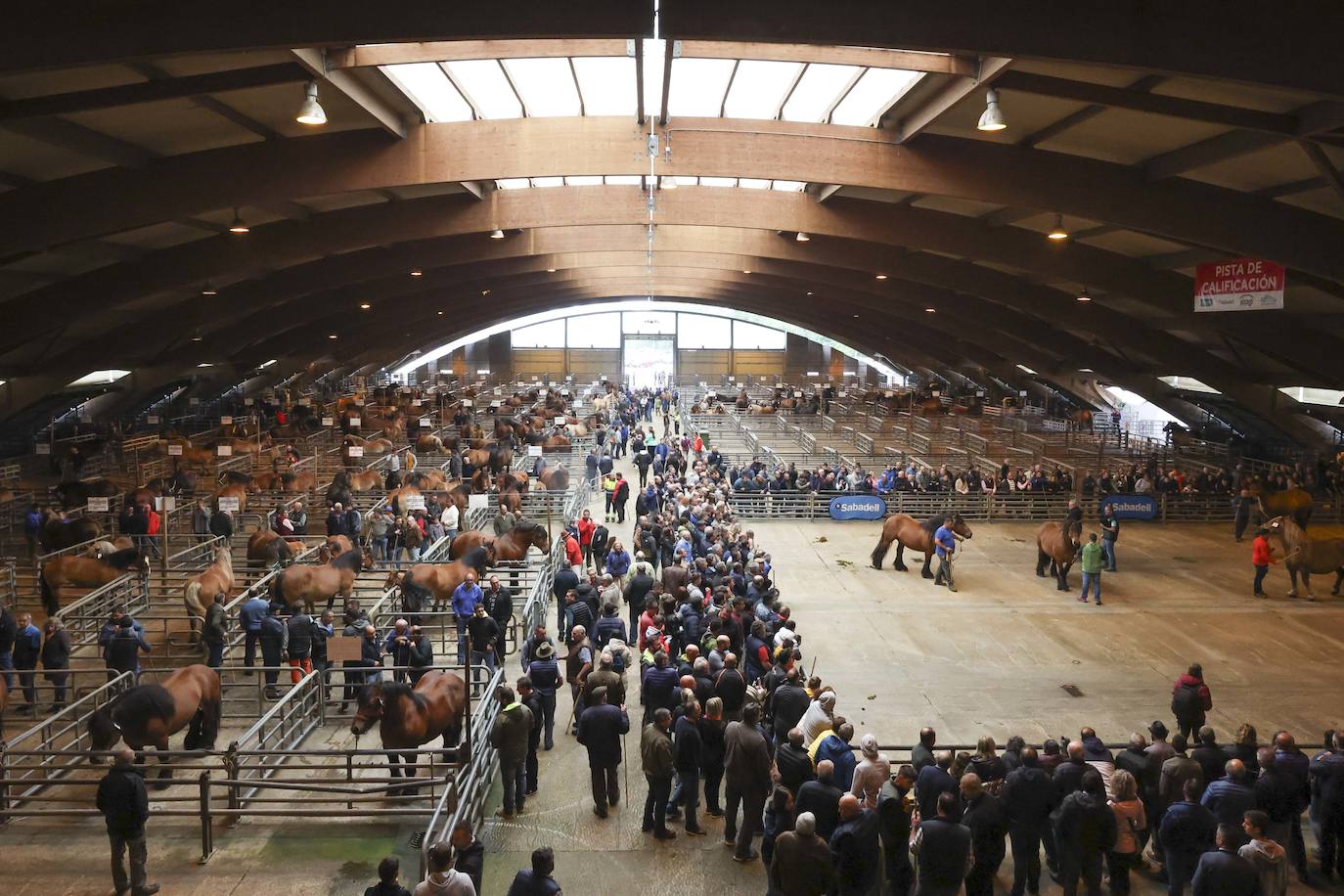 Espectaculares caballos en el Concurso de Ganado Equino de Siero