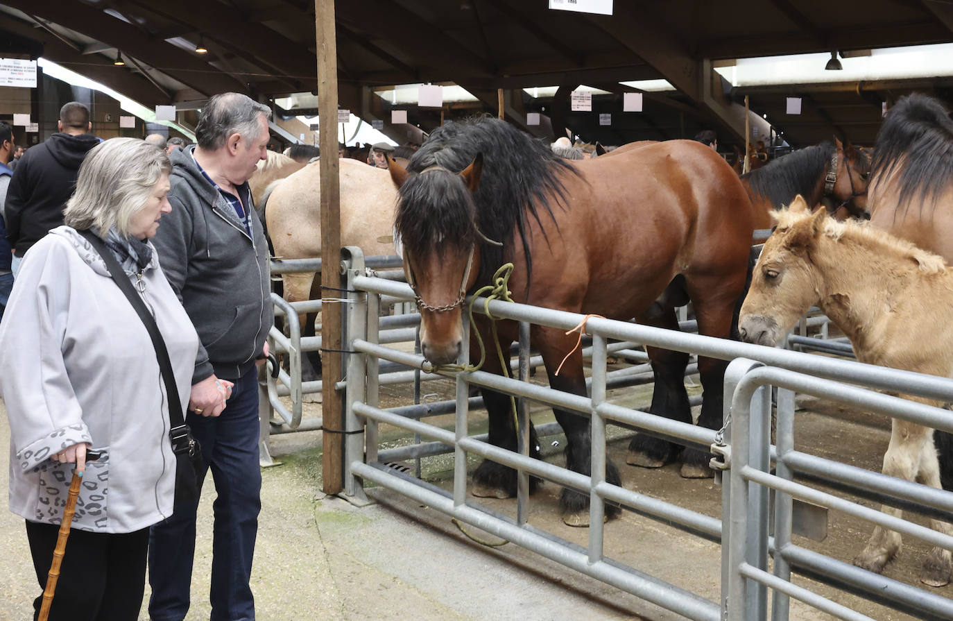 Espectaculares caballos en el Concurso de Ganado Equino de Siero