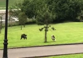 El jabalí, corriendo tras un perro en el parque ovetense.