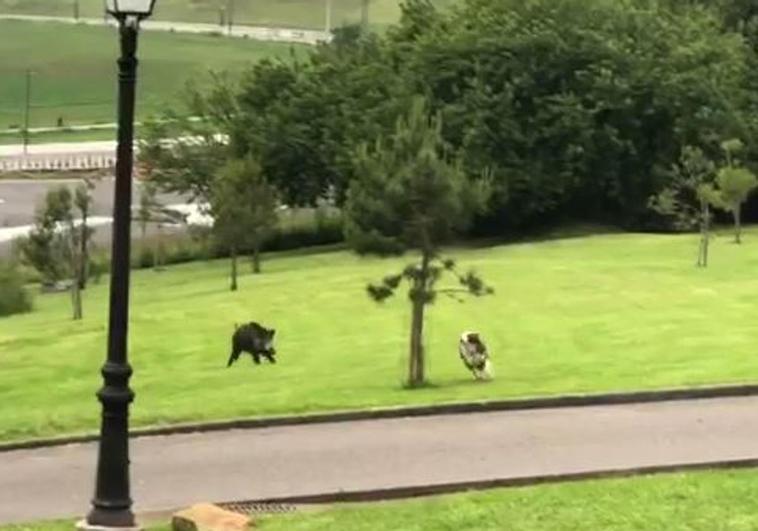 El jabalí, corriendo tras un perro en el parque ovetense.