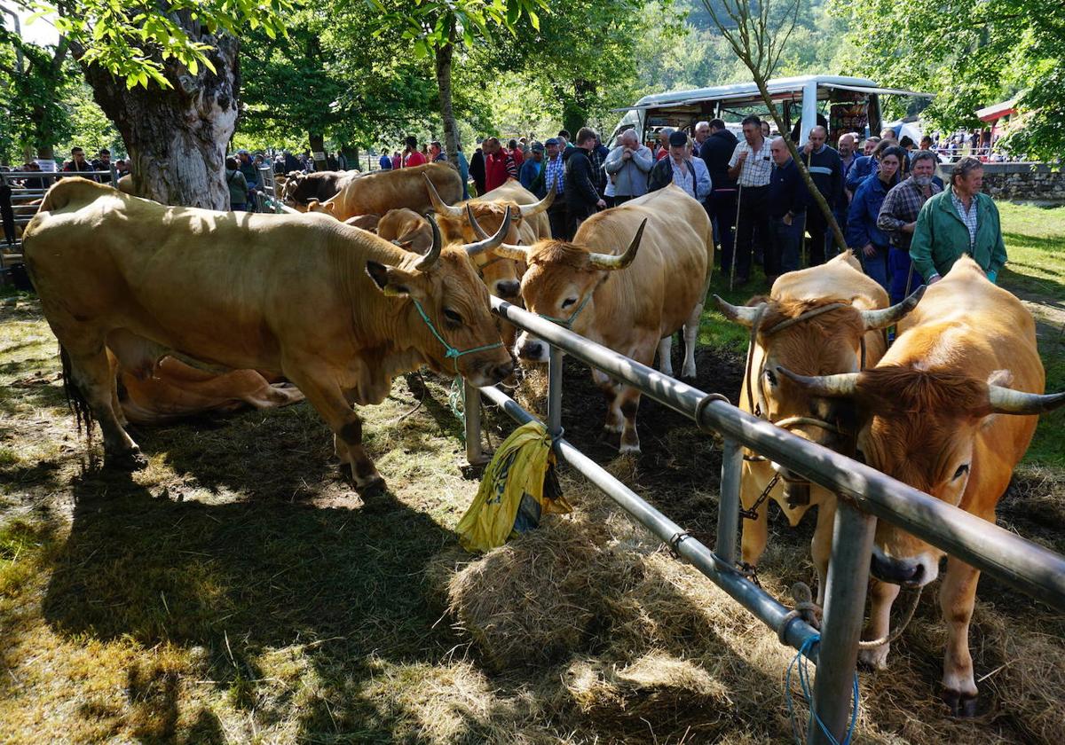 Así fue la Feriona de Corao