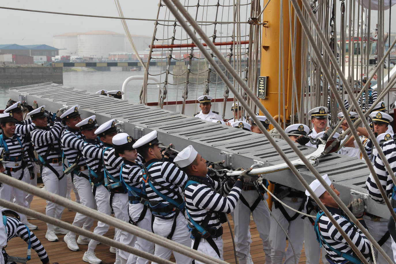 El &#039;caballero de los mares&#039; despliega su esplendor en Gijón