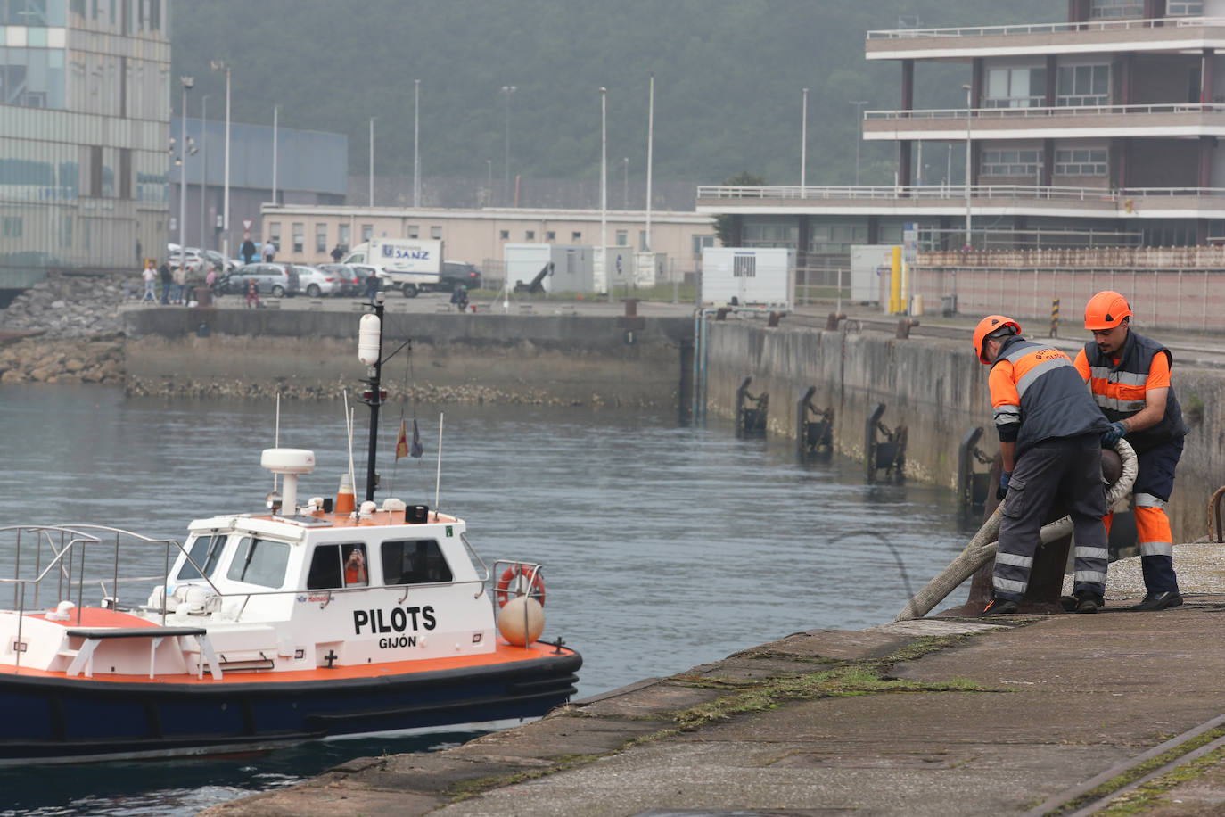 El &#039;caballero de los mares&#039; despliega su esplendor en Gijón