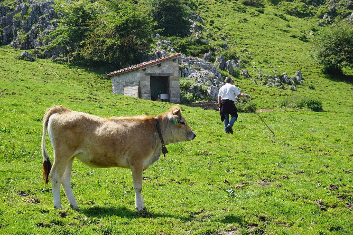 La reciella: 1.086 cabras y ovejas suben a la Montaña de Covadonga