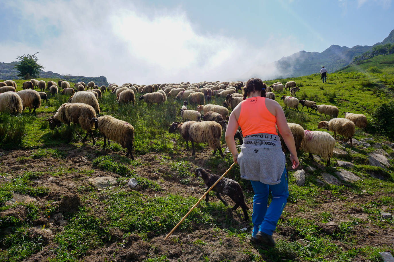 La reciella: 1.086 cabras y ovejas suben a la Montaña de Covadonga