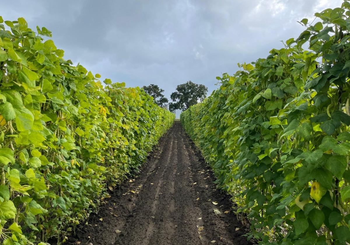 Plantación de la faba asturiana Casona La Lloraza de Oles (Villaviciosa).