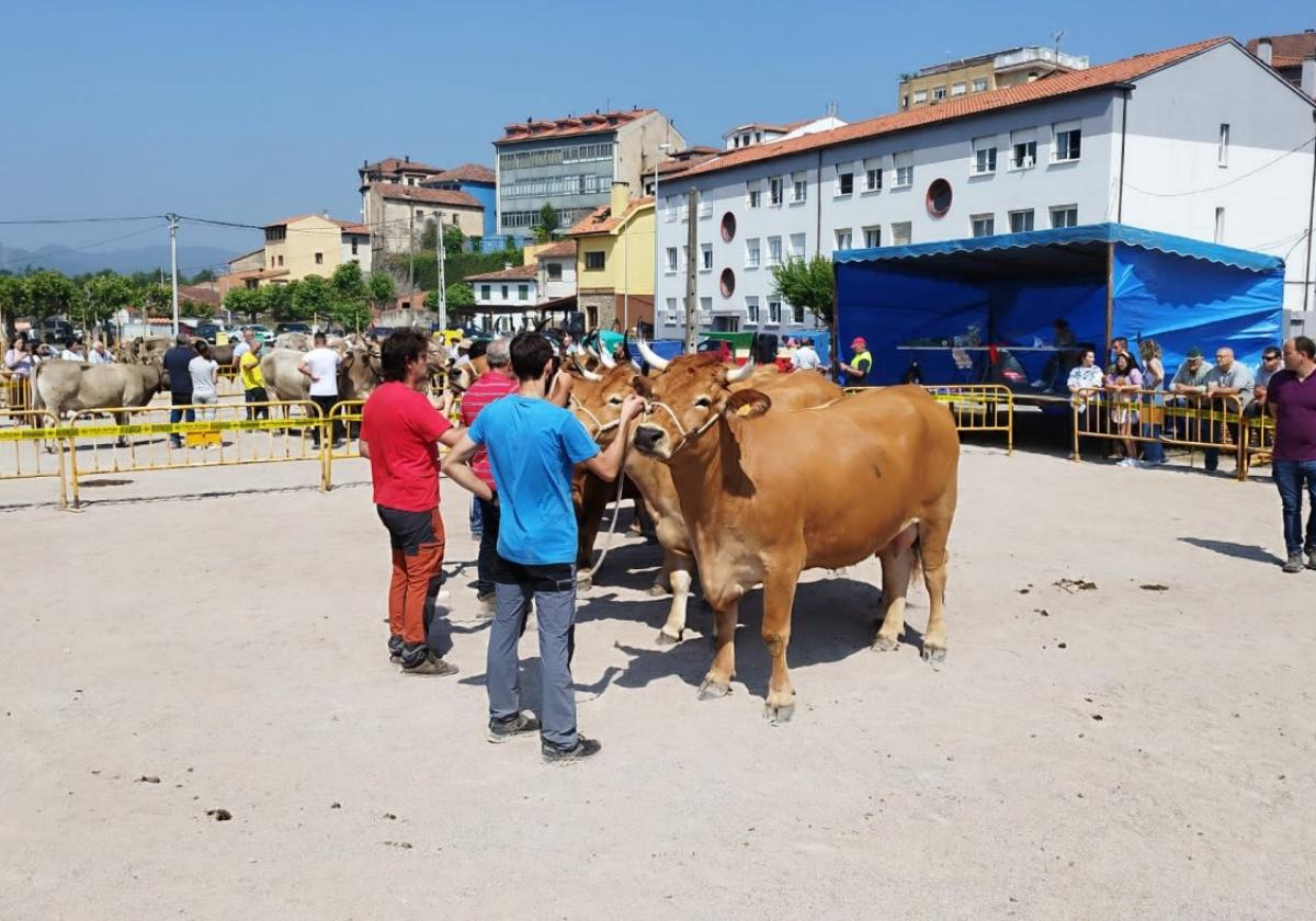 Vacas participantes en el concurso de Colunga.