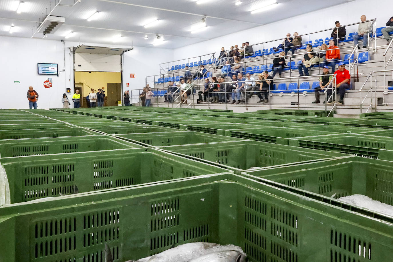 El primer bonito de Gijón, a 14,91 euros el kilo