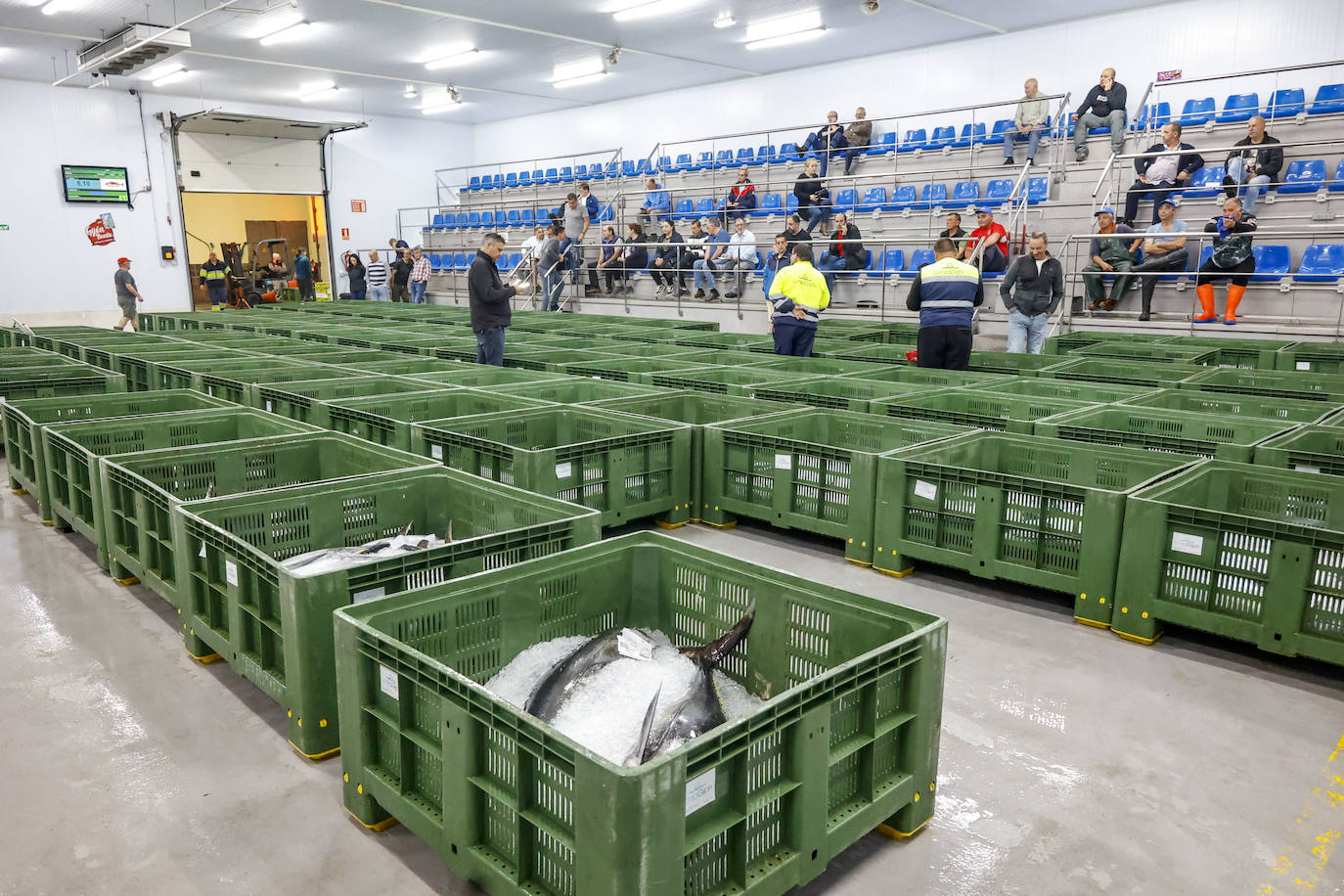 El primer bonito de Gijón, a 14,91 euros el kilo