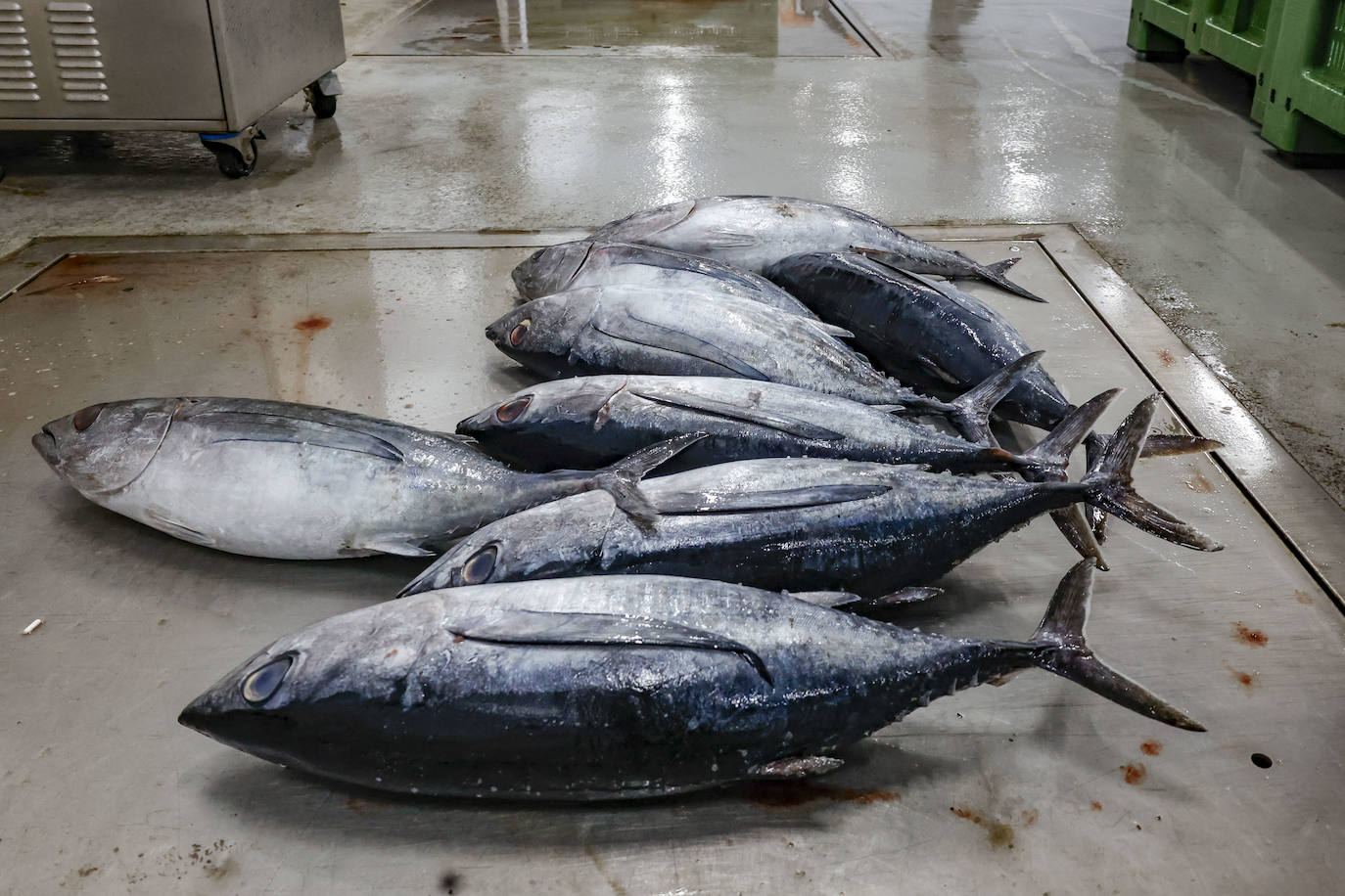 El primer bonito de Gijón, a 14,91 euros el kilo