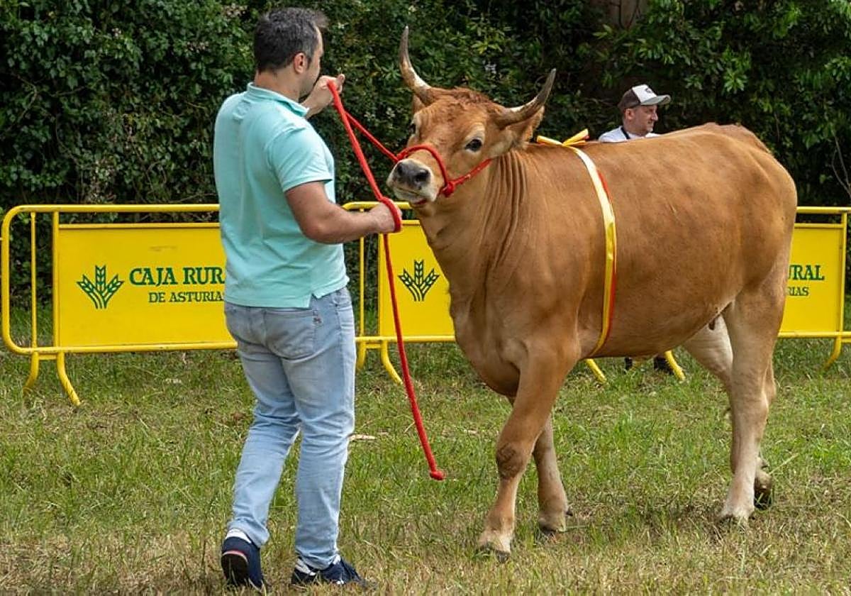 Un ganadero participando en el concurso del último año.